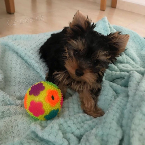 �istokrevn� �t��ata Tiny Yorkie.