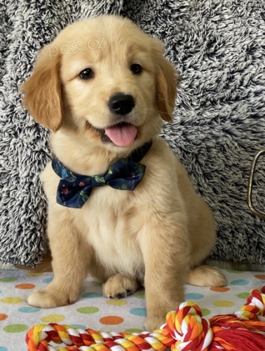 O�kovan� �t��ata zlat�ho retr�vra na prodej.