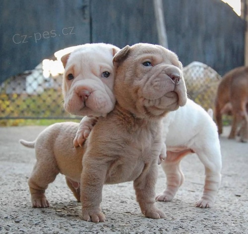 Shar-Pei �t��ata.