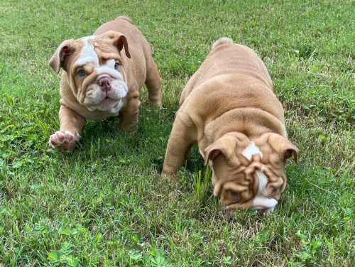 Registrovan� �t��ata anglick�ho buldoka.