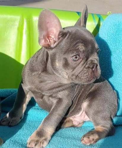 KC �t��ata francouzsk�ho buldo�ka.