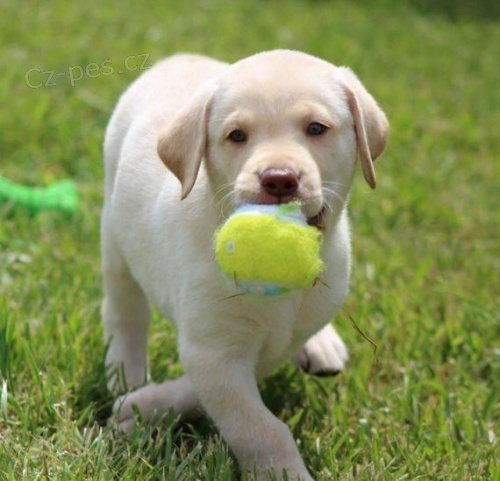 Registrovan� �t��ata labradorsk�ho retr�vra.