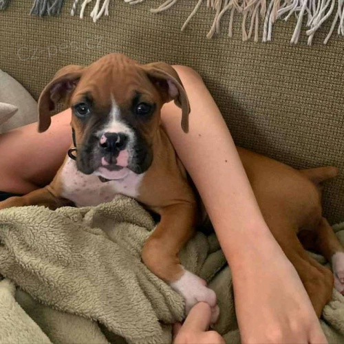 Registrovan� �t��ata KC Boxer.