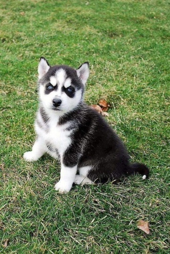 N�dhern� sibi�sk� husky �t��ata.