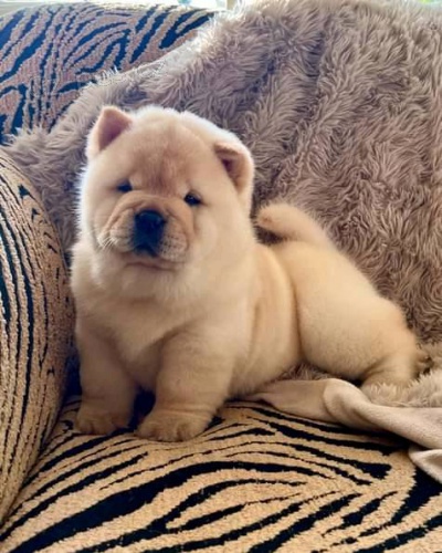 Ohromuj�c� �t��ata chowchow.