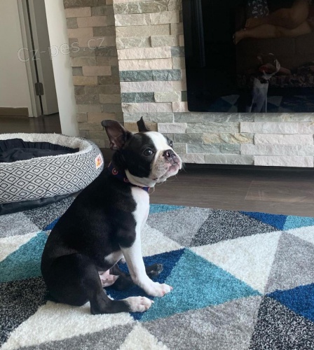 �t��ata Bostonsk�ho teri�ra.