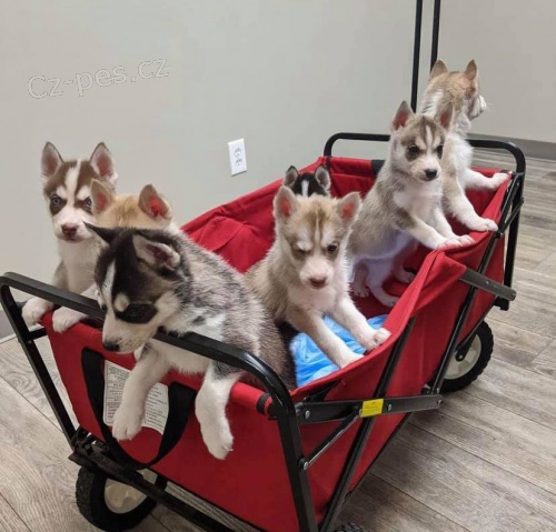 �t��ata sibi�sk�ho husky.