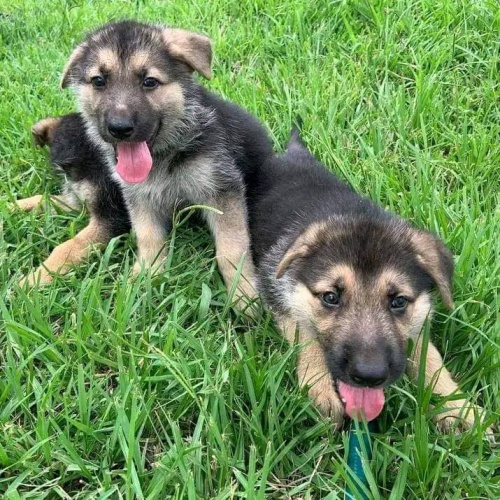 KC �t��ata n�meck�ho ov��ka.