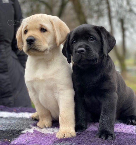 Kc reg Labrador Retriever �t��ata.