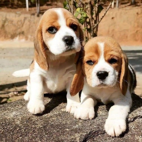 Ohromuj�c� �t��ata Beagle.