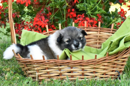 Prod�m �t���tka n�meck�ho st�edn�ho �pice-