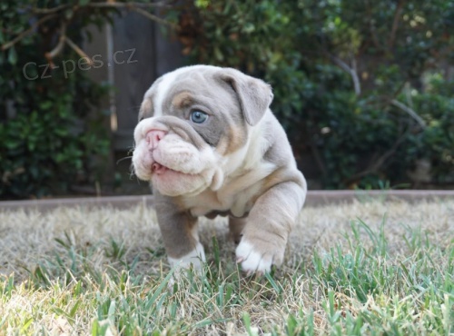 Anglick� buldok �t��ata