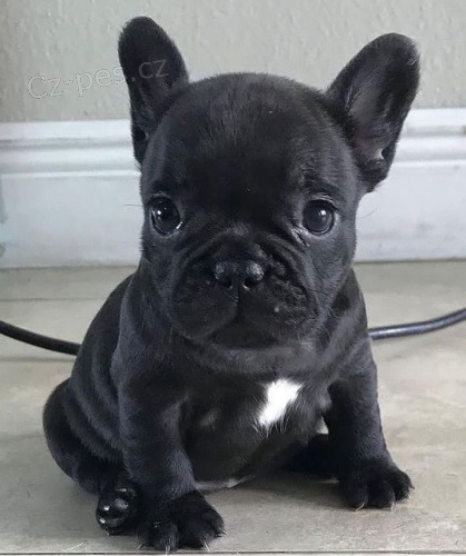 kr�sn� �t��ata francouzsk�ho buldo�ka k adopci