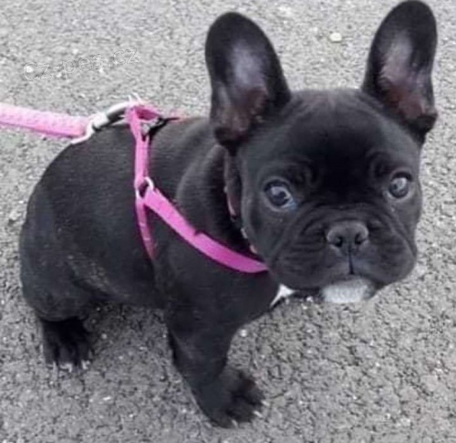 kr�sn� �t��ata francouzsk�ho buldo�ka k adopci