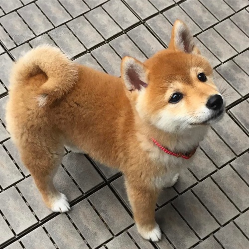 Prod�m zdrav� �t��ata Shiba Inu