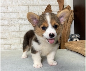 �t��ata Pembroke Welsh Corgi