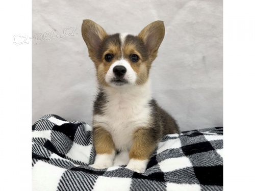 Prodm tata Pembroke Welsh Corgi