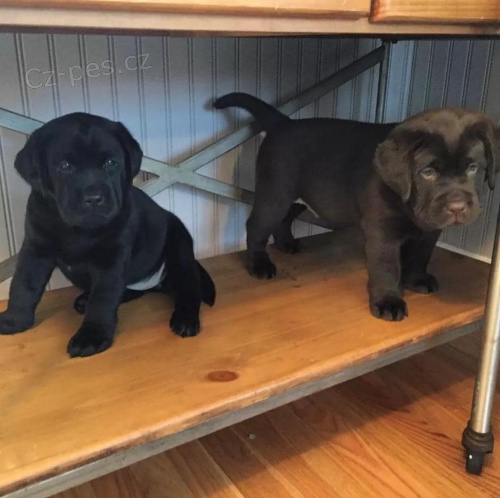 Zdrav� �t��ata KC Labrador.