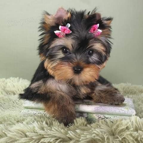 �t��ata Yorkshirsk�ho teri�ra.