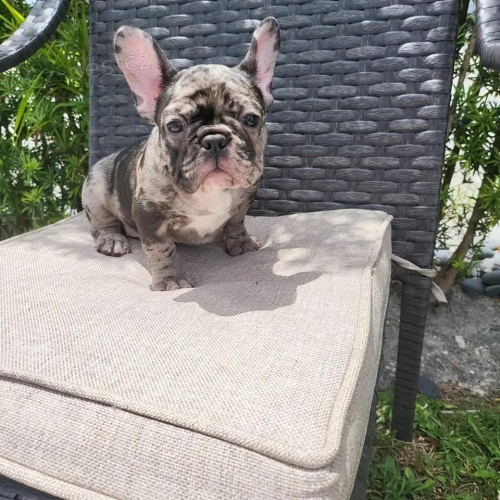 N�dhern� �t��ata francouzsk�ho buldo�ka.