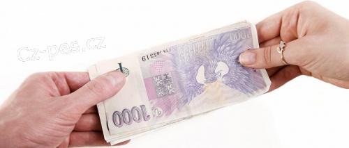 seri�zn� a zaji�t�n�  nab�dka p�j�ky 