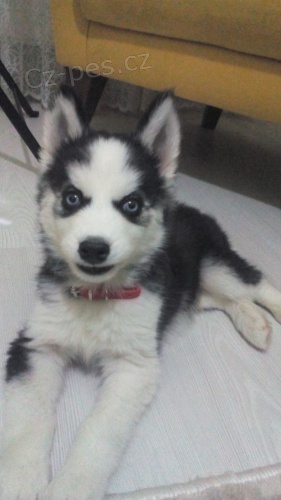 Prod�m o�kovan� a od�erven� �t��ata sibi�sk�ho huskyho