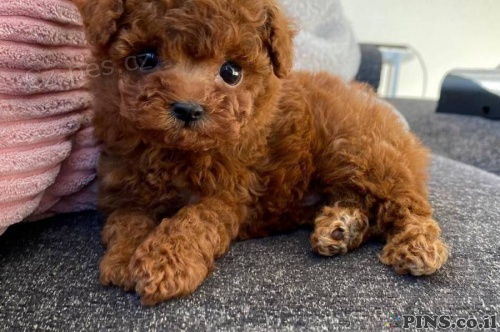 Prod�m o�kovan� �t��ata Pudl�ka a fenky.