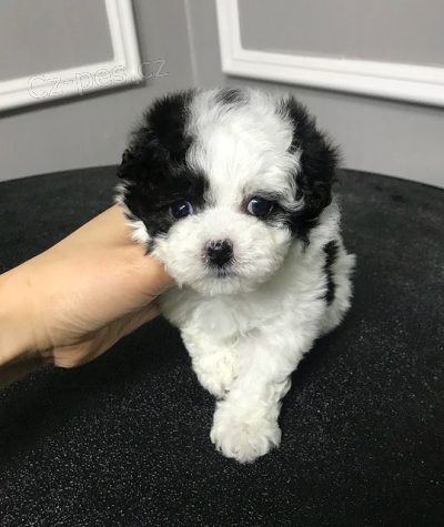 Prod�m o�kovan�, od�erven� a zdrav� �t��ata mini pudla.