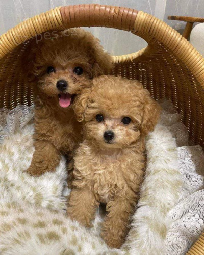 N�dhern� �t���tka pudl�.