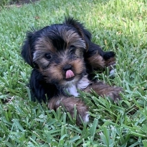 �t��ata Yorkshirsk�ho teri�ra.