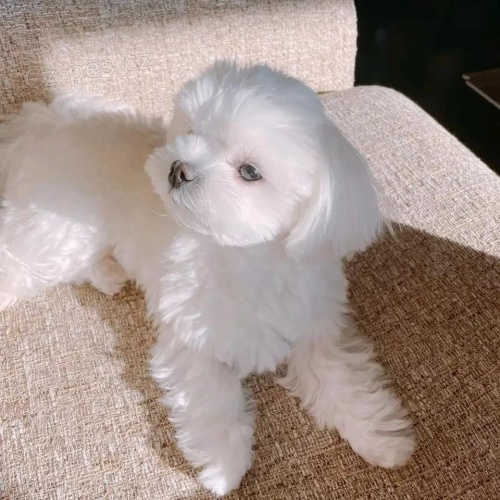 Maltsk� �t��ata.