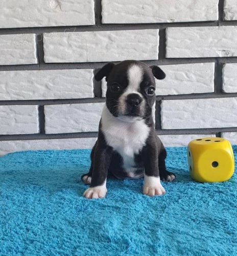 Registrovan� �t��ata Boston teri�ra.