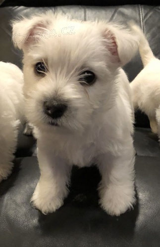 Prod�m o�kovan� �t��ata West Highland White Terriers