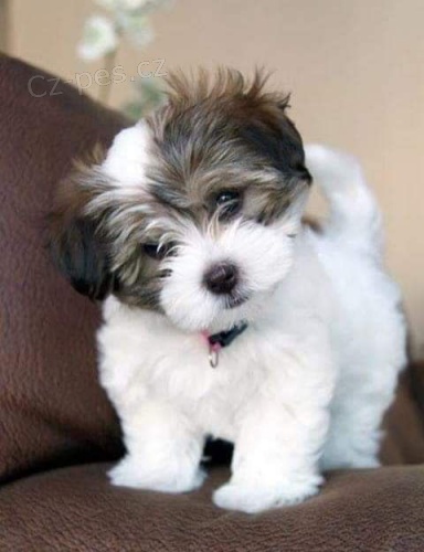 Prod�m roztomil� a zdrav� �t��ata havanese.