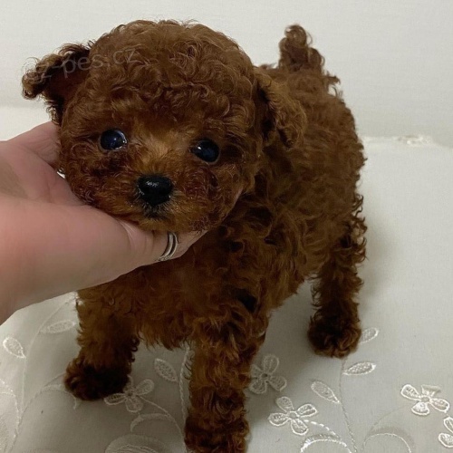 �t��ata pudl�.