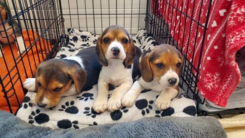 �t��ata b�gl�.