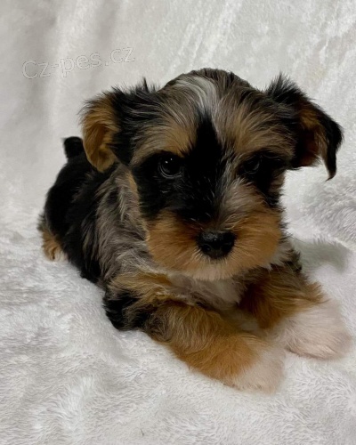 �t��ata Yorkshirsk�ho teri�ra.