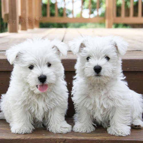 Kr�sn� �t��ata West Highland White Terrier.