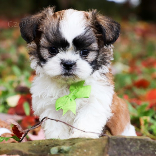Prod�m kr�sn� a o�kovan� �t��ata SHIH TZU