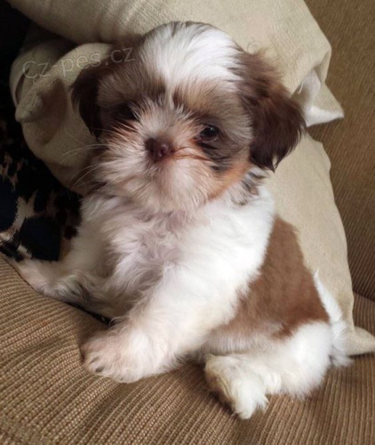 Prod�m kr�sn� a o�kovan� �t��ata SHIH TZU