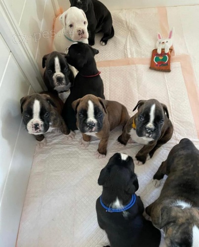 Kr�sn� boxersk� �t���tka.