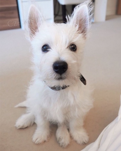 Kr�sn� �t��ata West Highland White Terrier.