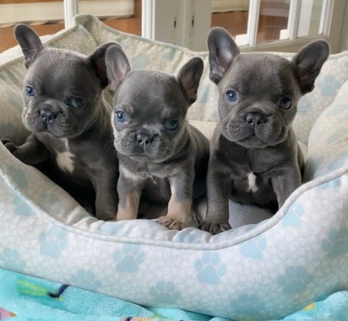 Prod�m o�kovan�, od�erven� a zdrav� �t��ata francouzsk�ho buldo�ka.