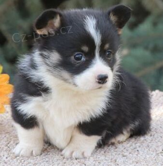 Prodm miniaturn okovan a oderven tata Pembroke Welsh Corgi.