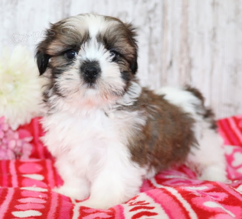 Prod�m o�kovan�, od�erven� a zdrav� �t��ata SHIH TZU.    