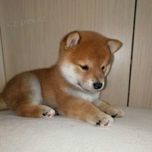 �t��ata Shiba inu k adopci