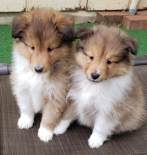 Prod�m kr�sn� a o�kovan� �t���tka Sheltie.