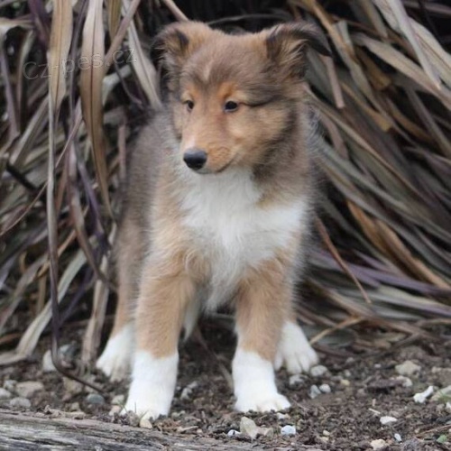 Zdrav�m, prod�m od�erven� a o�kovan� �t��ata Sheltie.