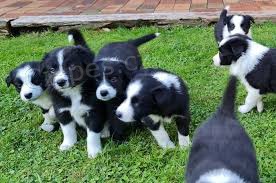 N�dhern� �t���tka #border kolie k adopci