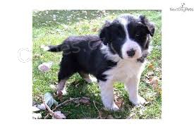 N�dhern� �t���tka #border kolie k adopci